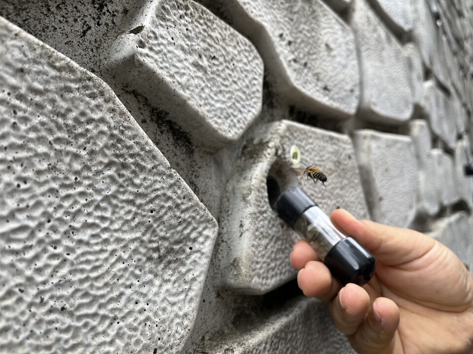 서울교대 연구강의동 주차장 벽면 배수관에서 성충 장수가위벌이 나오는 모습. (사진 이수연 기자)/뉴스펭귄