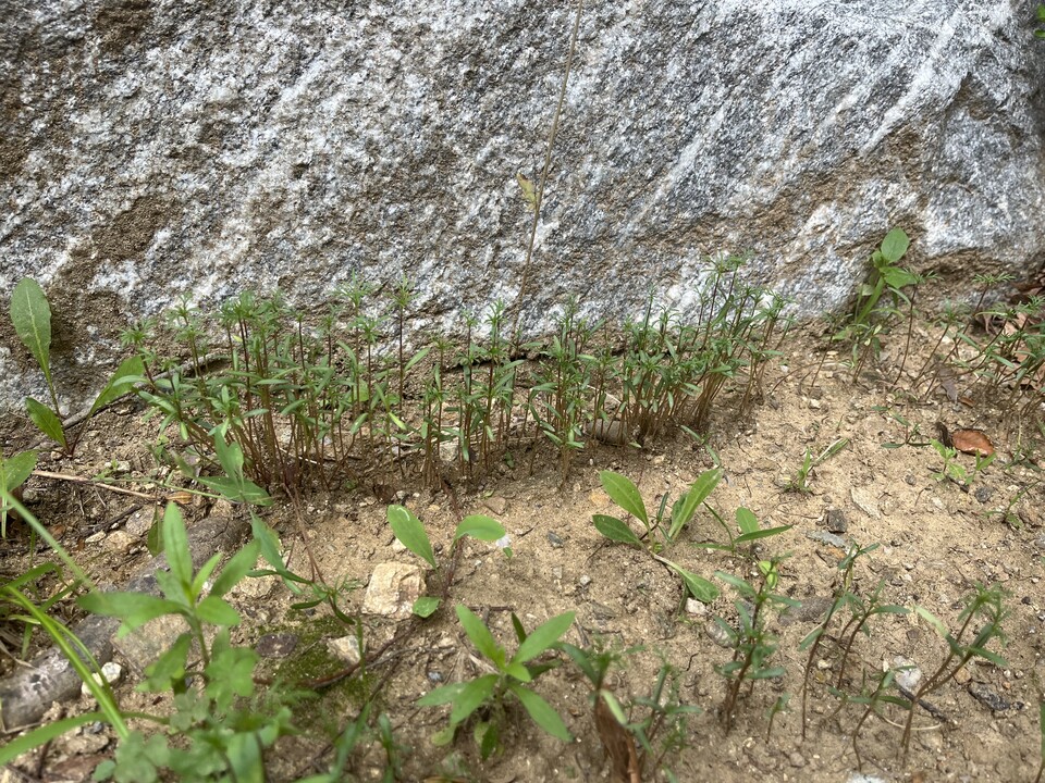 신동훈 교수가 야생벌 수분을 돕기 위해 교정에 심은 코스모스 씨앗. (사진 이수연 기자)/뉴스펭귄