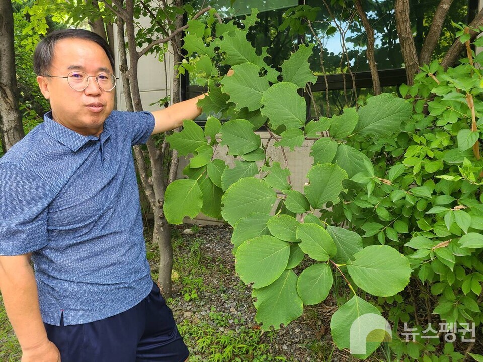 나뭇잎 곳곳에 잘려나간 흔적이 보이는 쪽동백나무. (사진 남예진 기자)/뉴스펭귄
