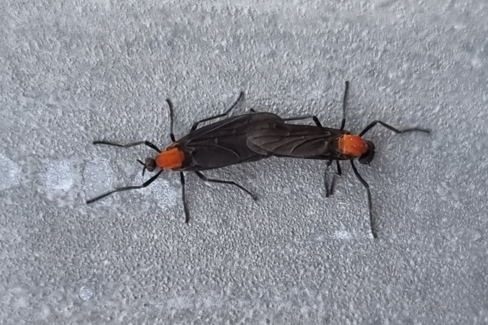 붉은등우단털파리 등 곤충 대발생의 원인으로는 인간이 일으킨 기후변화와 생태계 파괴가 지목된다. (사진 국립생물자원관)/뉴스펭귄