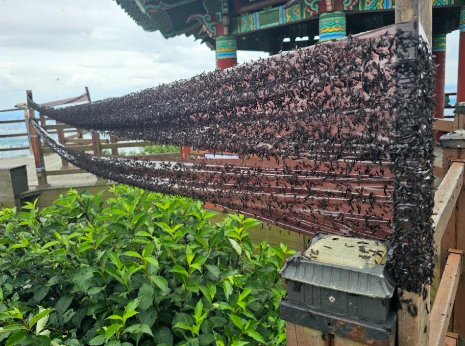 붉은등우단털파리는 2015년 국내에서 처음 발견된 이후, 2022년 개체수가 폭발적으로 늘어났다. (사진 계양구청)/뉴스펭귄