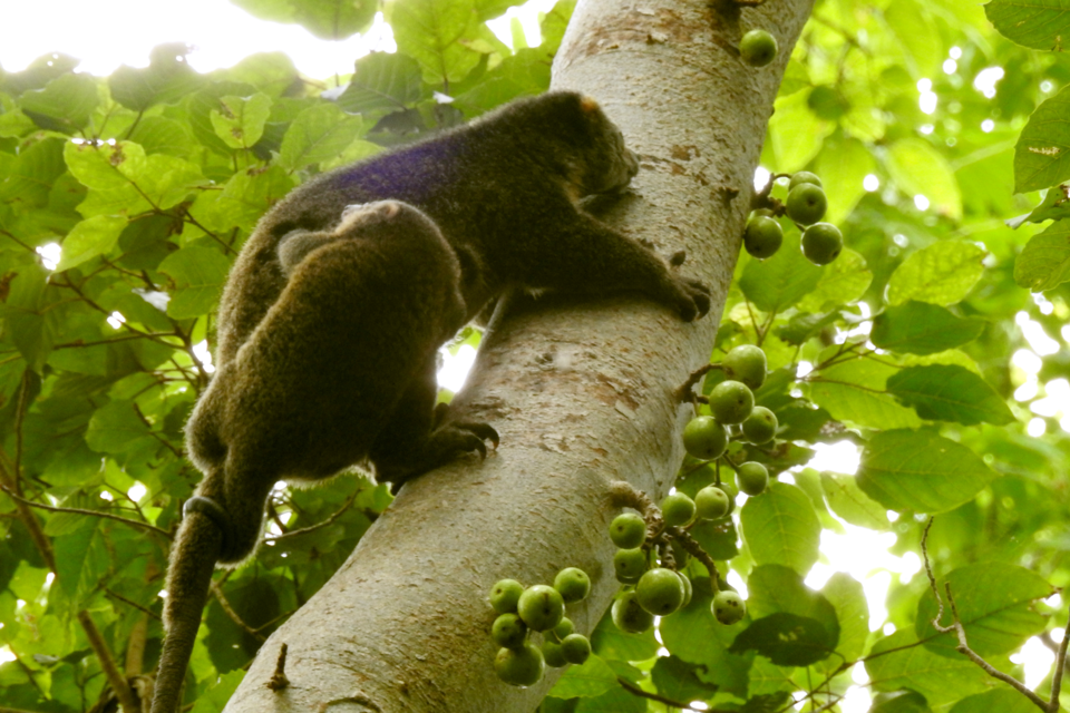 인도네시아 남부 술라웨시 지역에는 북아프리카 요리인 쿠스쿠스와 같은 이름의 동물이 살고 있다. (사진 wikimedia commons)/뉴스펭귄