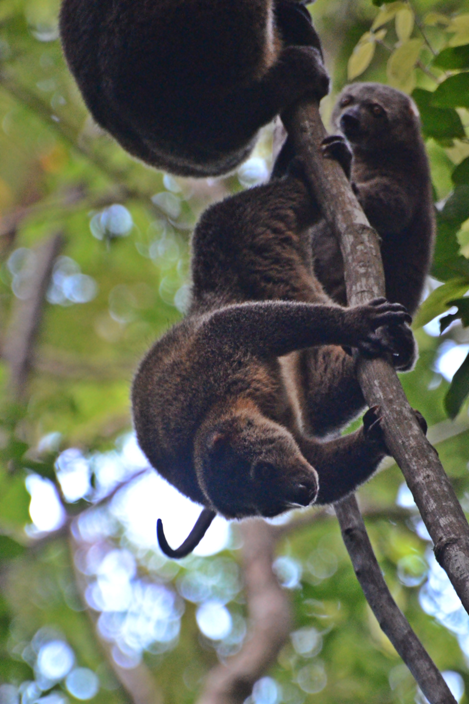 최근 10년 동안 산림이 급격하게 파괴되고 파편화되면서 곰쿠스쿠스의 생존이 심각하게 위협받고 있으며, 법적 보호 조치가 시급하다는 목소리가 나왔다. (사진 wikimedia commons)/뉴스펭귄