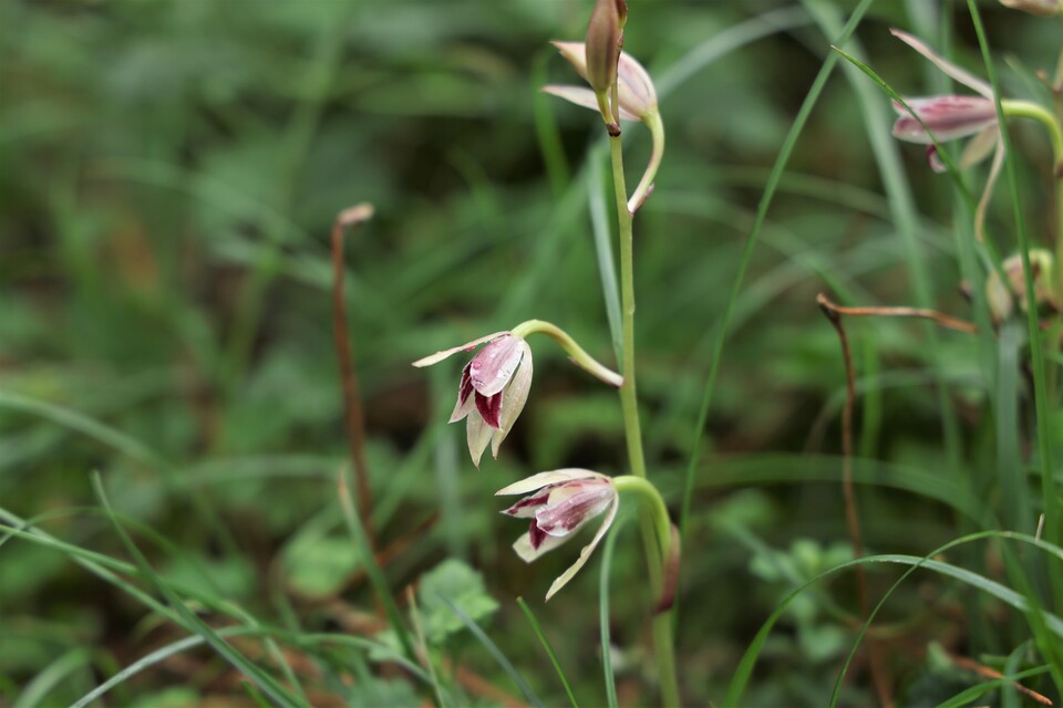 멸종위기 야생생물 Ⅱ급 ‘대흥란’. (사진 국립생태원)/뉴스펭귄
