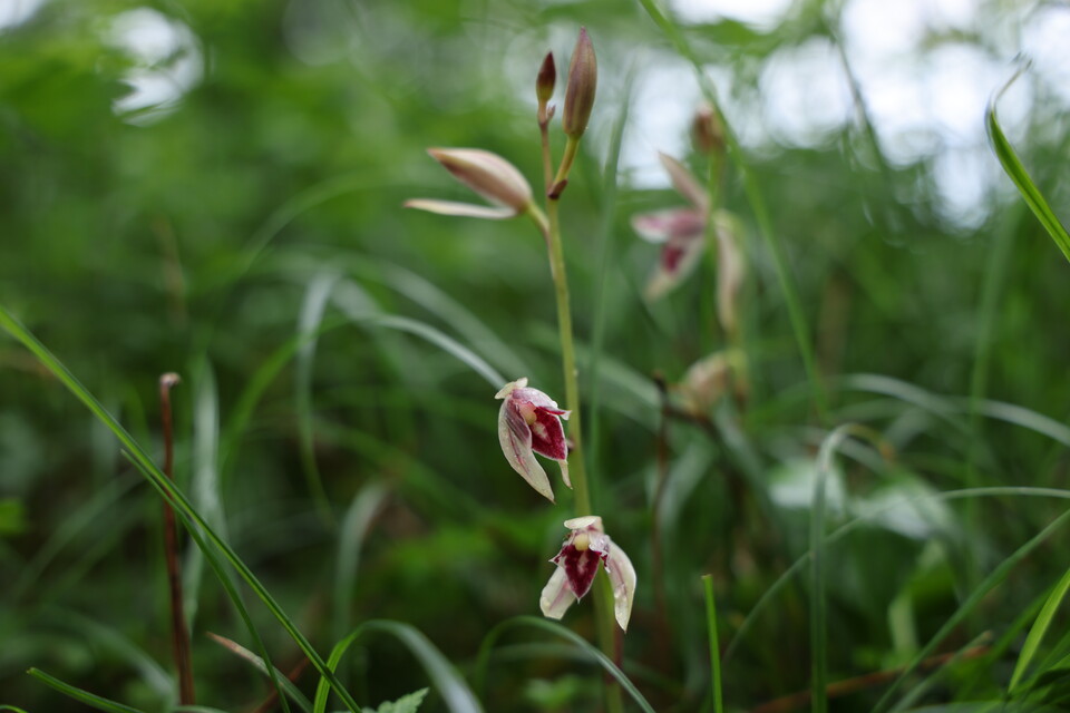 부생식물인 대흥란. (사진 국립생태원)/뉴스펭귄