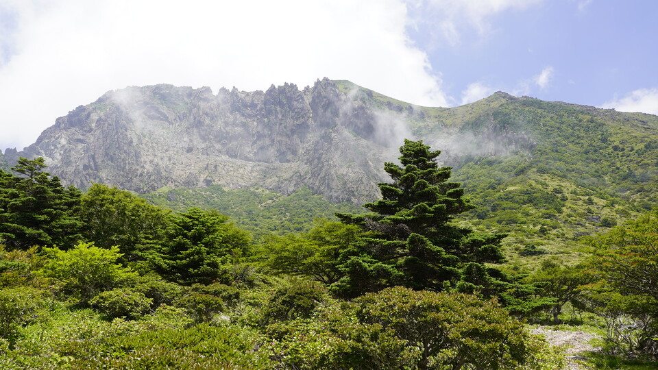 한라산 구상나무 대표목. (사진 제주 세계유산본부 한라산연구부)/뉴스펭귄