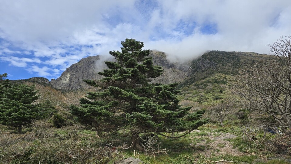 한라산 구상나무 대표목. (사진 제주 세계유산본부 한라산연구부)/뉴스펭귄