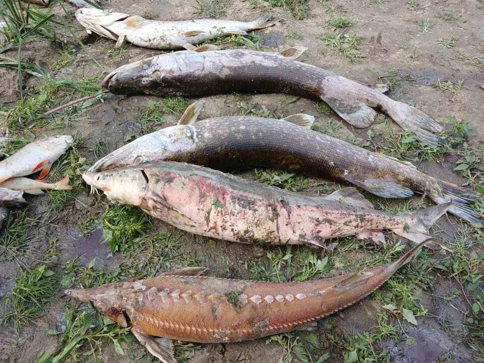 유독 화학 물질로 인해 데스나 강에서 멸종위기종 작은 철갑상어가 떼죽음을 당했다. (사진 Serhiy Zhuk / Head of the State Ecological Inspection in the Chernihiv region)/뉴스펭귄