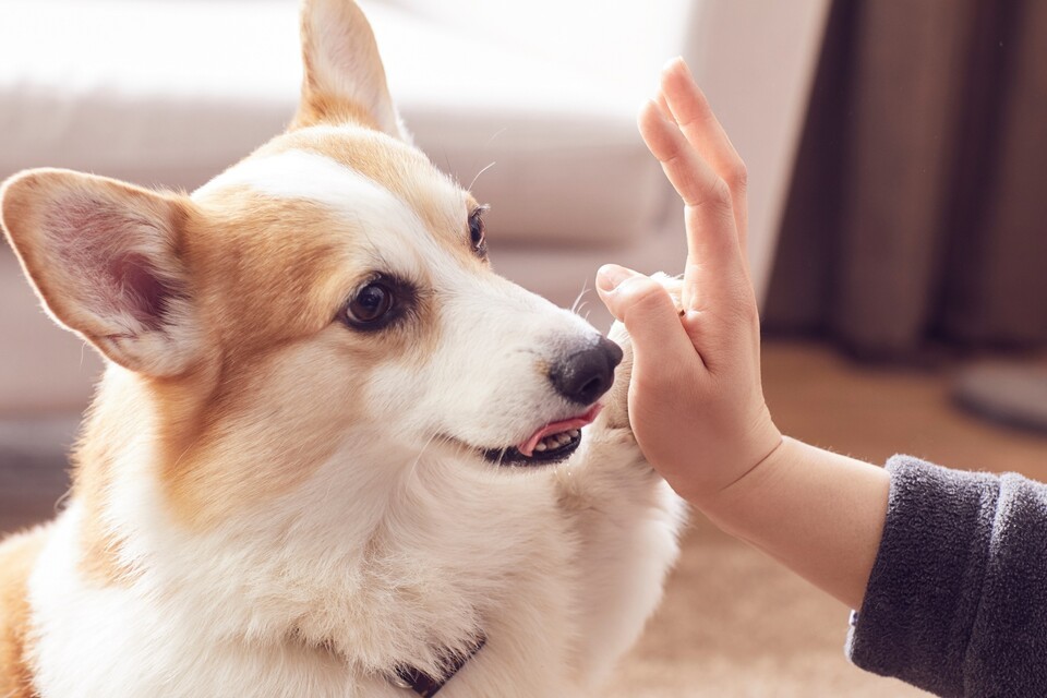 전문가들은 실내 생활에 적합하고 관리가 쉬운 소형견에 대한 수요가 증가하는 현상에 따라 털 빠짐이 적고 알레르기 유발 위험이 낮으며, 독립적이고 애교가 많은 작은 개들이 인위적으로 선별되어 교배될 가능성이 높다고 예측했다. (사진 클립아트코리아/뉴스펭귄