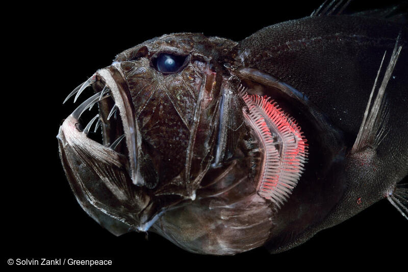 (사진 그린피스 제공)/뉴스펭귄