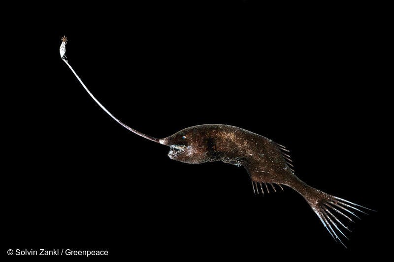 (사진 그린피스 제공)/뉴스펭귄