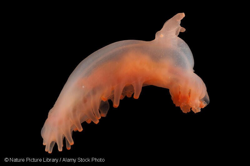 (사진 그린피스 제공)/뉴스펭귄