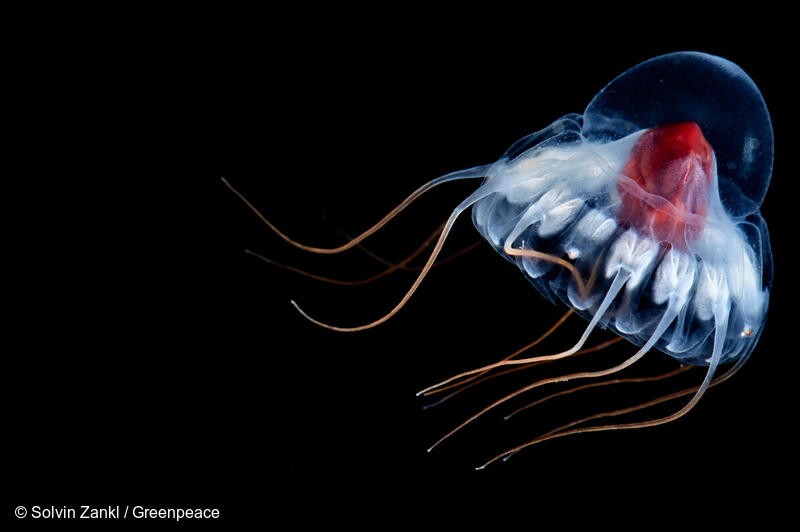 (사진 그린피스 제공)/뉴스펭귄