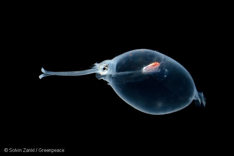 (사진 그린피스 제공)/뉴스펭귄