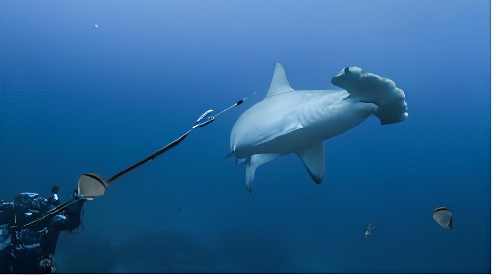 임신한 상태로 역대 최장 거리를 이동한 멸종위기종 암컷 홍살귀상어 '알리시아'. (사진 NSU 노바사우스이스턴대)/뉴스펭귄