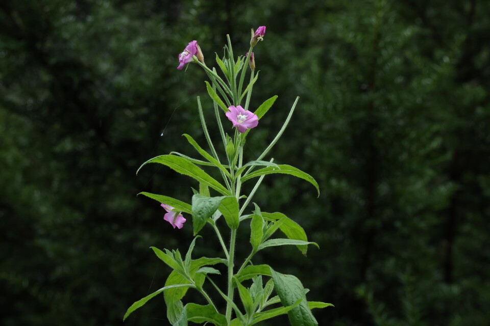 멸종위기 야생생물 Ⅱ급 ‘큰바늘꽃’. (사진 국립생태원)/뉴스펭귄