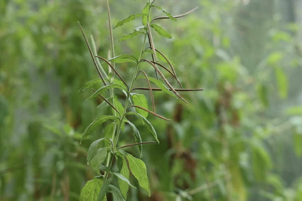 큰바늘꽃은 열매가 바늘 모양으로 달린다. (사진 국립생태원)/뉴스펭귄