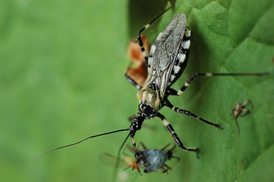 다리무늬침노린재. (사진 이강운 대기자)/뉴스펭귄