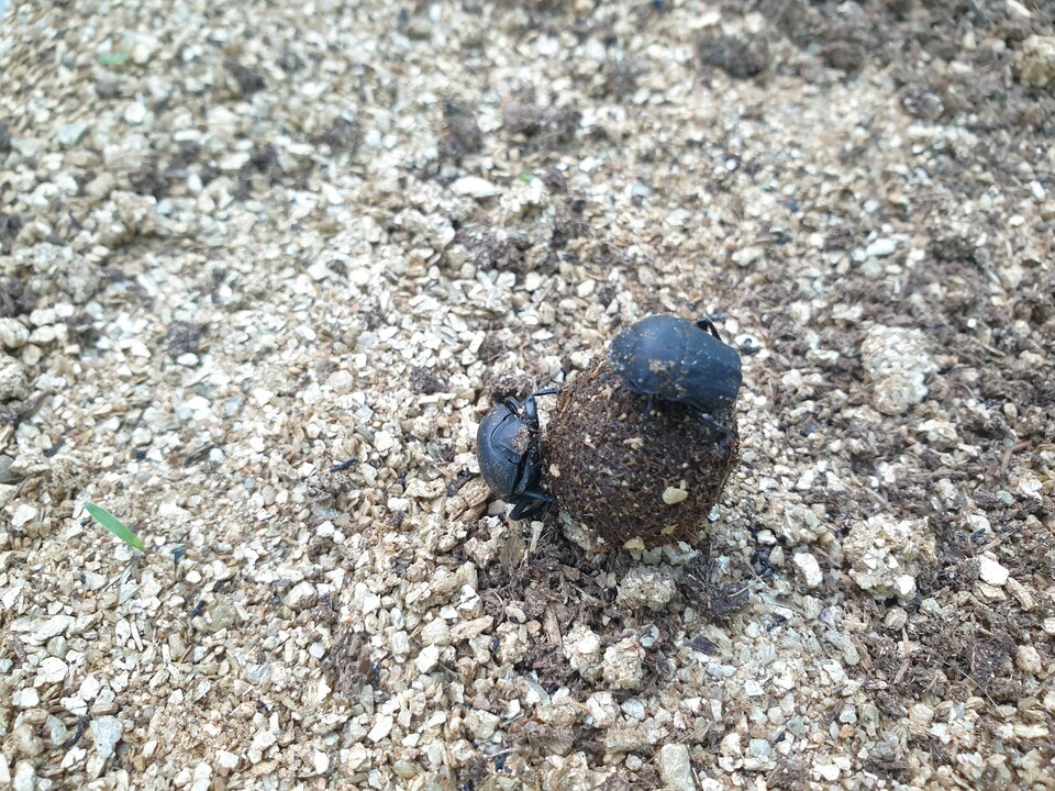 소똥구리. (사진 이강운 대기자)/뉴스펭귄