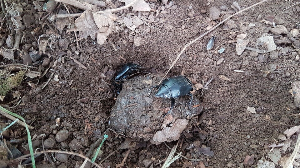 개구리 시체를 굴려 애벌레가 살 볼을 만든 검정송장벌레. (사진 이강운 대기자)