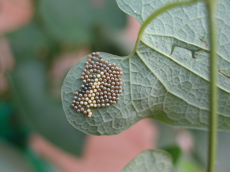 꼬리명주나비 알 덩어리. (사진 이강운 대기자)/뉴스펭귄