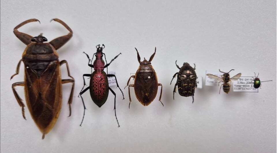 물장군 크기 비교. (사진 이강운 대기자)/뉴스펭귄