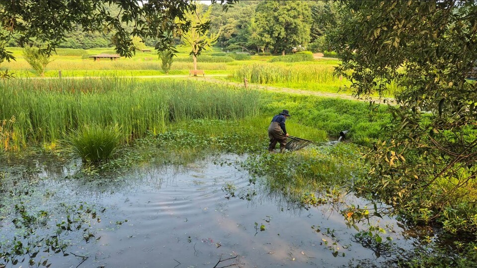 7월 8일 청주 상당산성 물장군 모니터링. (사진 이강운 대기자)/뉴스펭귄