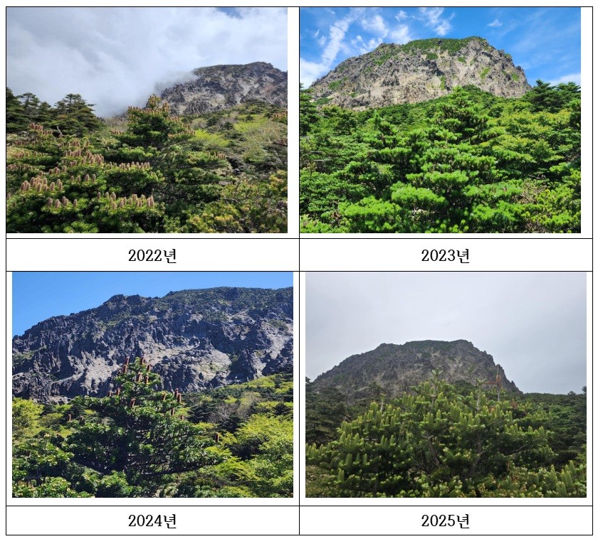 최근 4년간 구상나무 암꽃개화 사진. (자료 제주특별자치도청 보도자료)