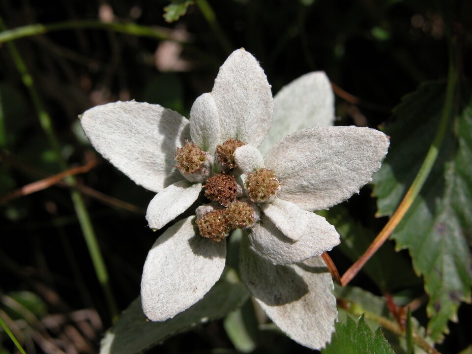 멸종위기 야생생물 Ⅰ급 ‘한라솜다리’. (사진 국립생물자원관)/뉴스펭귄