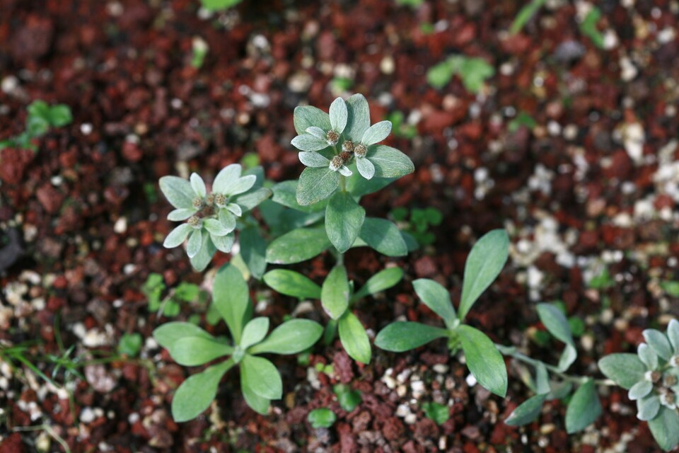 한라솜다리. (사진 국립생물자원관)/뉴스펭귄