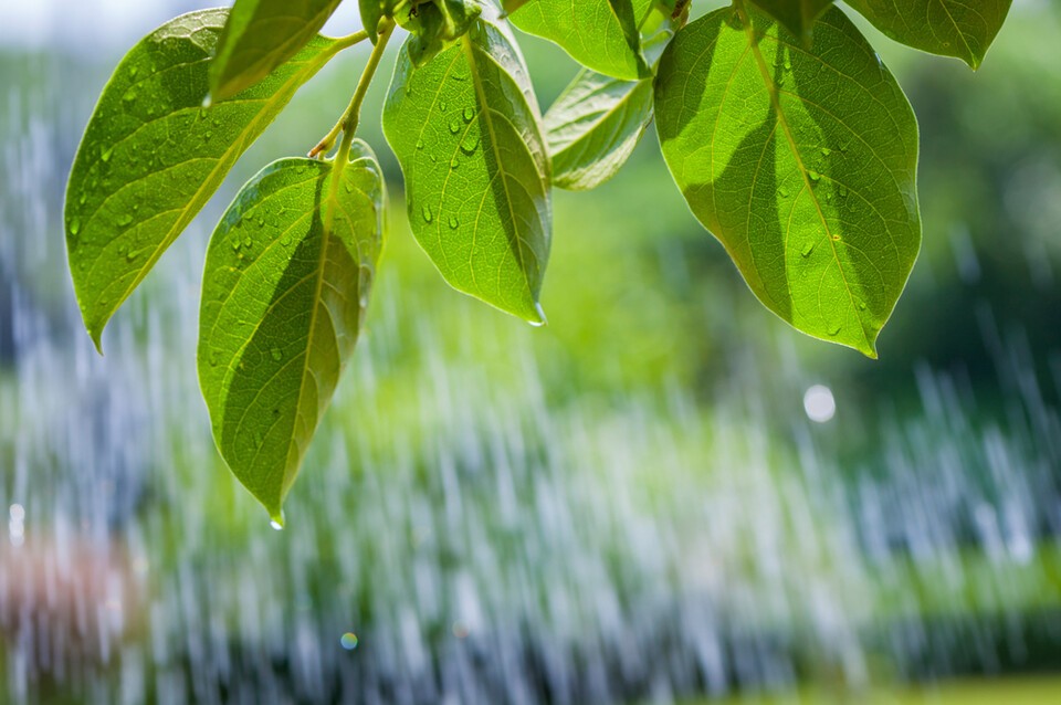 널 뛰는 날씨와 이에 따른 기후재난이 생물다양성에도 영향을 미칠 것으로 보인다. 