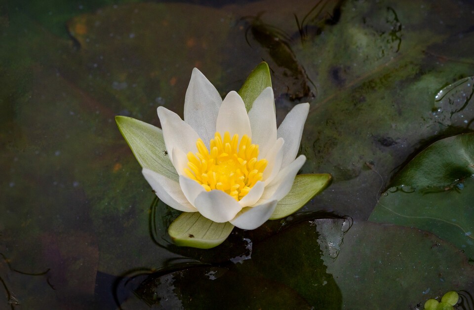 멸종위기 야생생물 Ⅱ급 ‘각시수련’. (사진 국립생태원)/뉴스펭귄