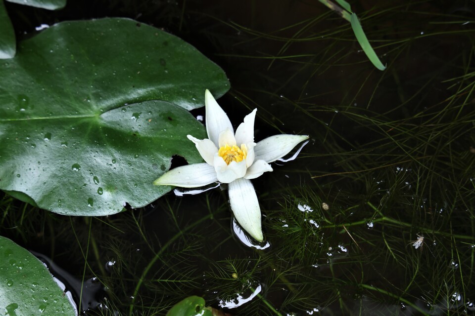 우리나라 수련속 식물 중 가장 작은 각시수련. (사진 국립생태원)/뉴스펭귄
