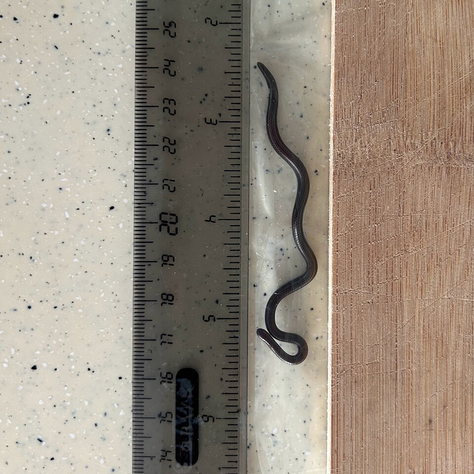 바베이도스 실뱀은 다 자라야 10cm 채 되지 않고 눈이 거의 퇴화해 있는 종으로, 주로 지하나 낙엽층 아래에 숨어 지낸다. (사진 Connor Blades 제공)/뉴스펭귄