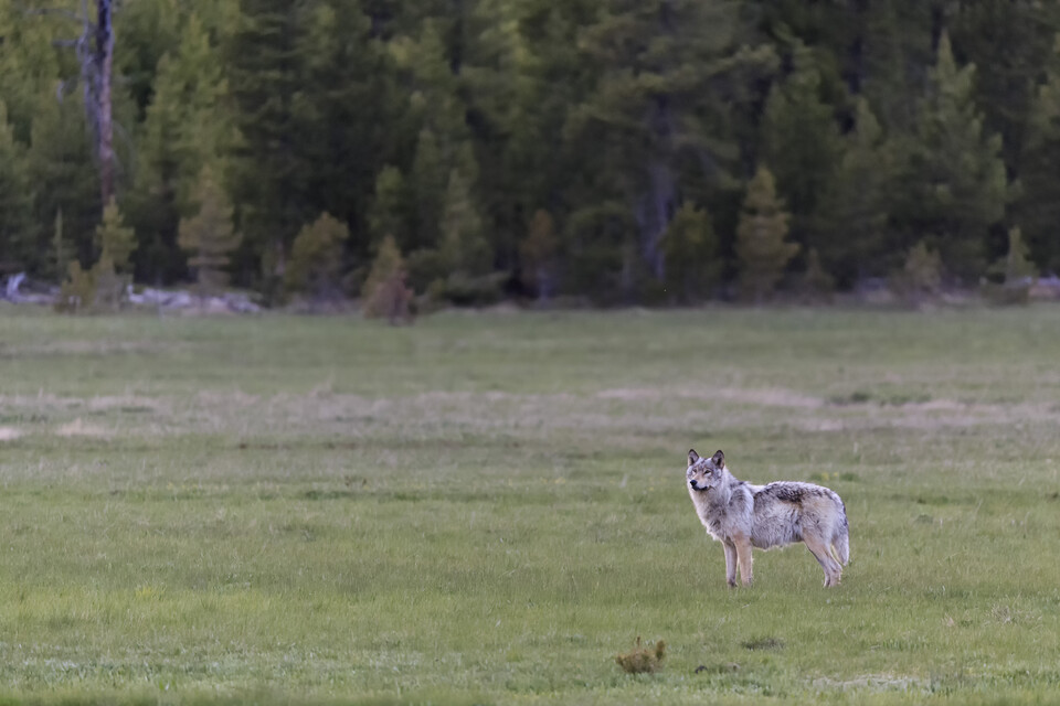 미국 옐로스톤국립공원의 회색늑대도 멸종위기종보호법에 의해 보호받았다. (사진 클립아트코리아)/뉴스펭귄