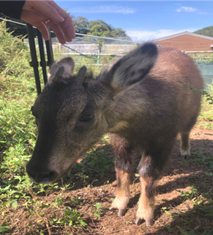 모근 세포 채취한 산양. (사진 국립생태원 멸종위기종복원센터)/뉴스펭귄