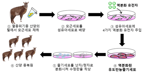 국립생물자원관은 멸종위기 야생생물 Ⅰ급 산양의 모근세포에서 유도만능줄기세포(iPSC)를 유도하는 데 국내 최초로 성공했다. (자료 환경부)/뉴스펭귄