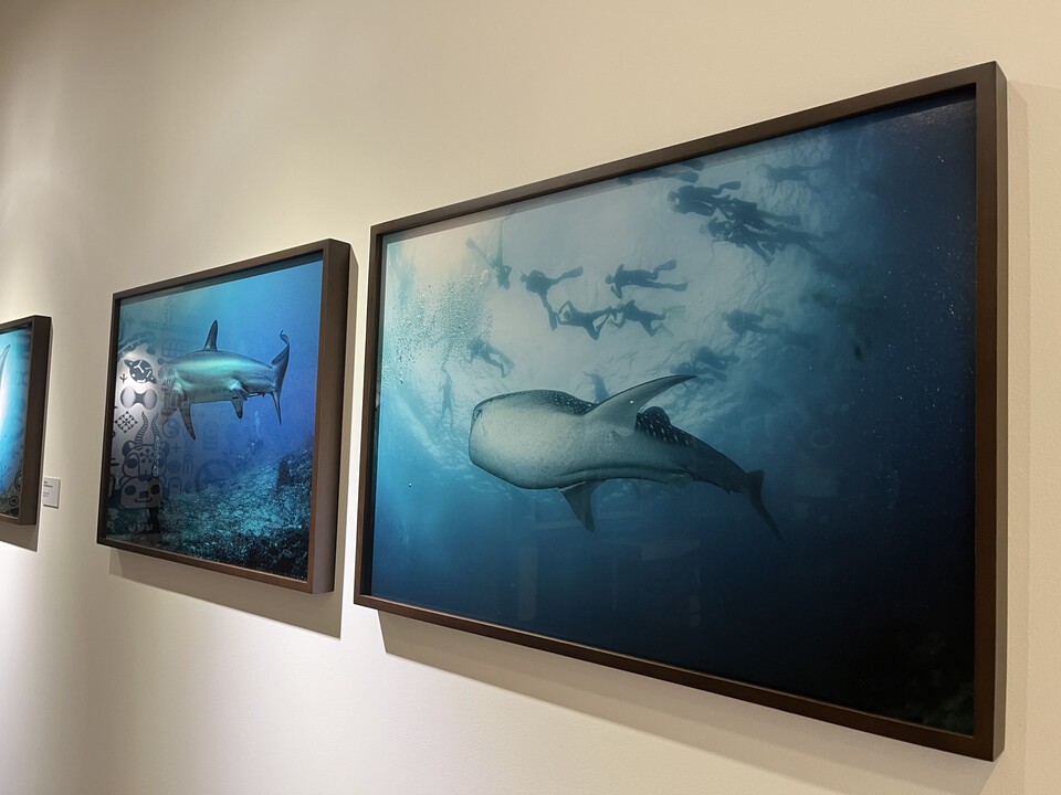 장재연 작가가 찍은 고래상어. (사진 이수연 기자)/뉴스펭귄