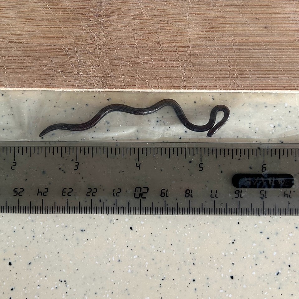 (사진 Connor Blades 제공)/뉴스펭귄