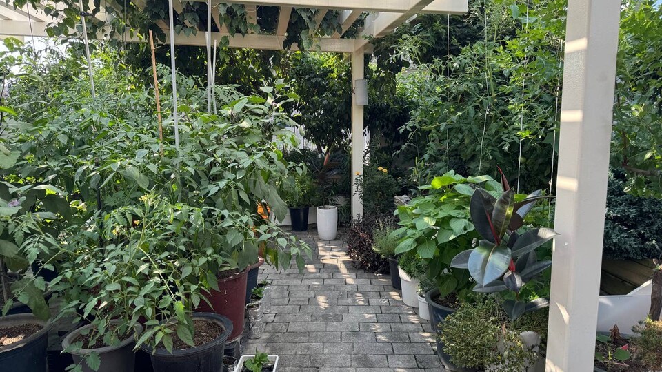 옥상은 구청 지원사업으로 시작한 두 그루의 나무와 함께 블루베리, 방울토마토 등 여러 초록잎이 무성했다. 이 정도면 여름을 견딜 수 있겠다는 확신이 들었다. (사진 우다영 기자)/뉴스펭귄