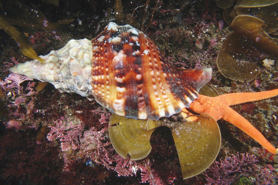 나팔고둥은 대형 연체동물이자 바다 사막화를 막고 해양생태계 균형을 유지하는 멸종위기종이다. (사진 국립생물자원관) 