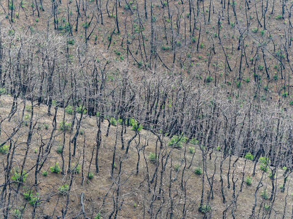 고운사 사찰림에서 산불 후 맹아가 자란 숲의 모습. (사진 그린피스)/뉴스펭귄