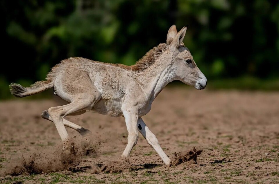 체스터 동물원에서 뛰어노는 아시아 야생당나귀 '재스퍼' (사진 Chester Zoo)/뉴스펭귄