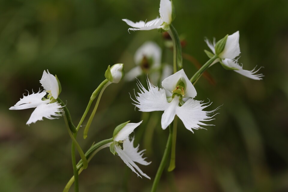 멸종위기 야생생물 Ⅱ급 ‘해오라비난초’. (사진 국립생물자원관)/뉴스펭귄