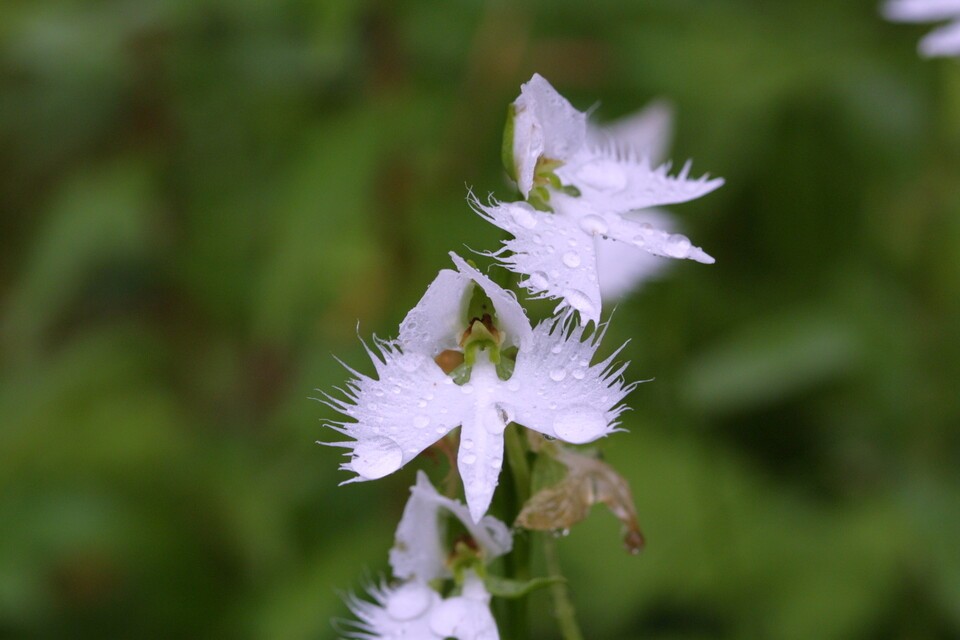 해오라비난초는 한여름 하얀 해오라기의 날갯짓을 연상시키는 꽃을 피워낸다. (사진 국립생물자원관)/뉴스펭귄
