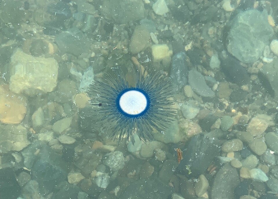 푸른우산관해파리. (사진 국립수산과학원)/뉴스펭귄