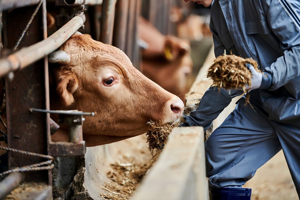 정부가 가축분뇨를 고체연료로 만들어 전기를 생산하는 시스템을 구축한다. 사진은 독자 이해를 돕기 위한 이미지. (사진 클립아트코리아)