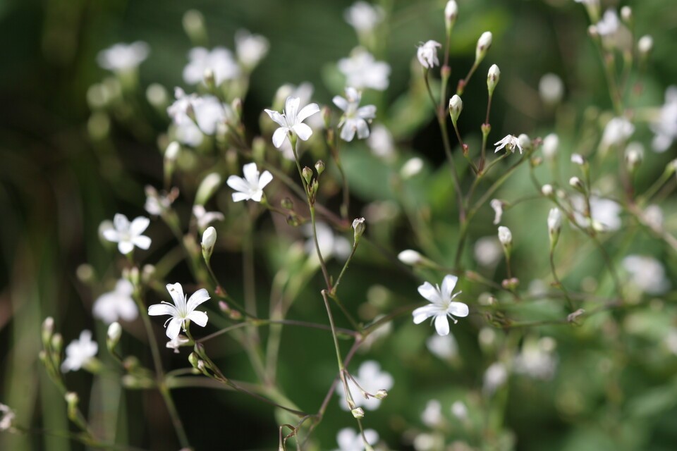 백두대간 석회암 지대에 자생하는 희귀식물 ‘가는대나물’. (사진 국립생물자원관)/뉴스펭귄
