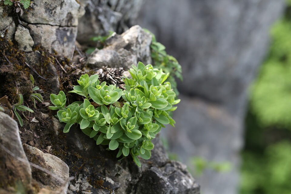 가는대나물. (사진 국립생물자원관)/뉴스펭귄