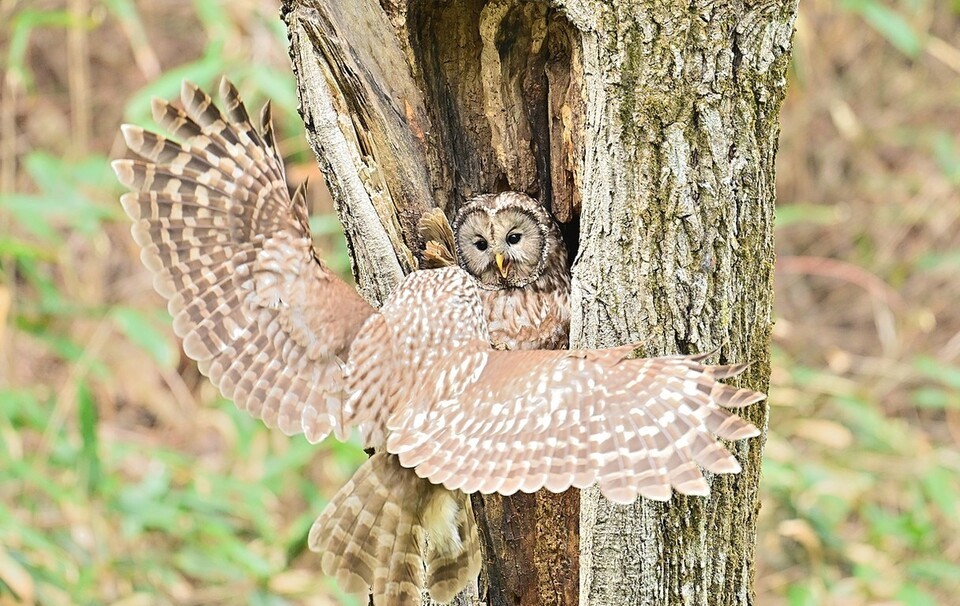 (사진 양양군)/뉴스펭귄
